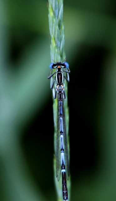Platycnemis pennipes - széleslábú szitakötő