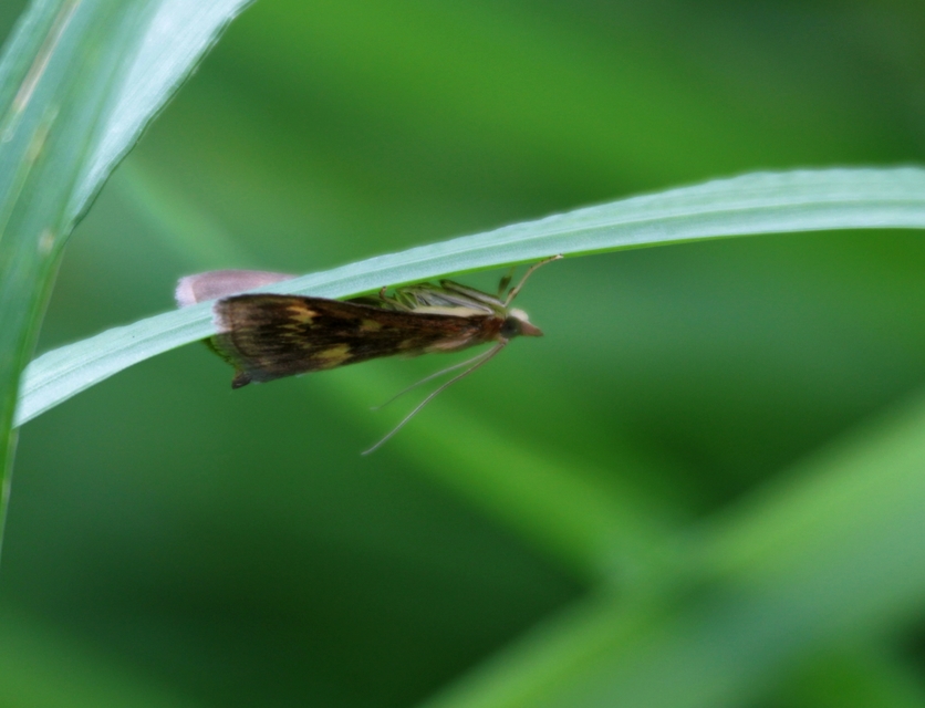 Ostrinia nubilalis - kukoricamoly