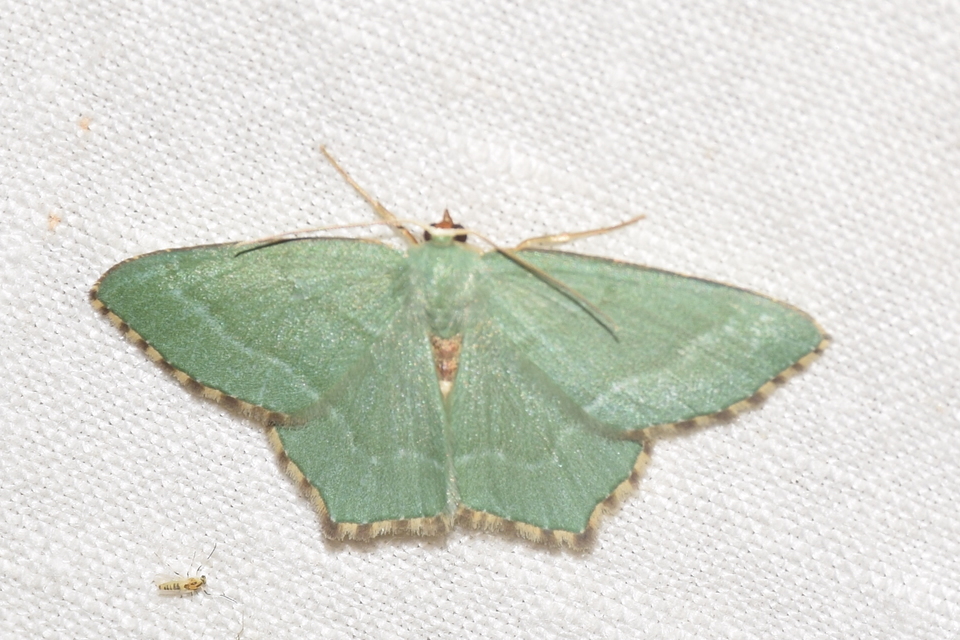 Hemithea aestivaria - nyír-zöldaraszoló