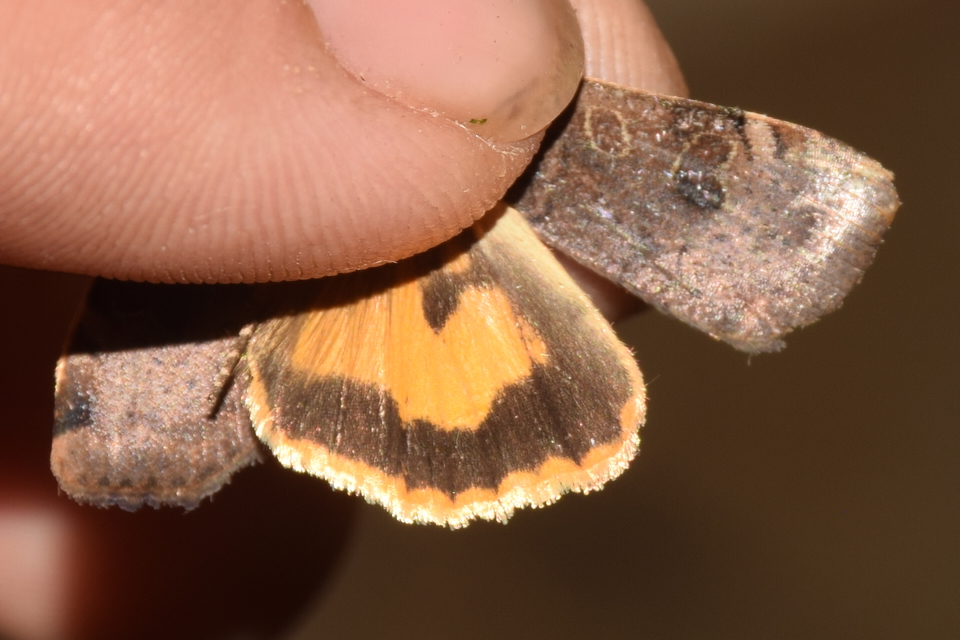 Noctua interposita - köztes sárgafűbagoly