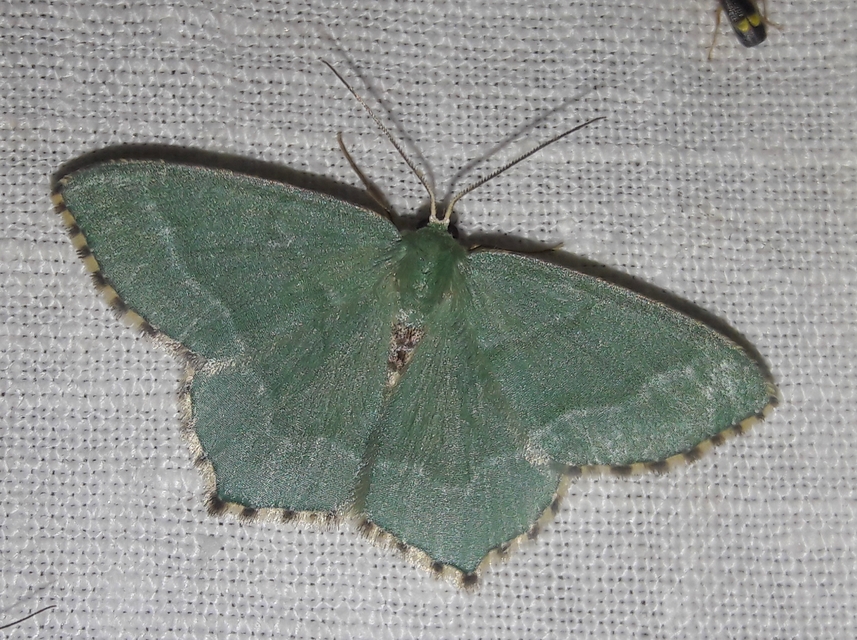 Hemithea aestivaria - nyír-zöldaraszoló