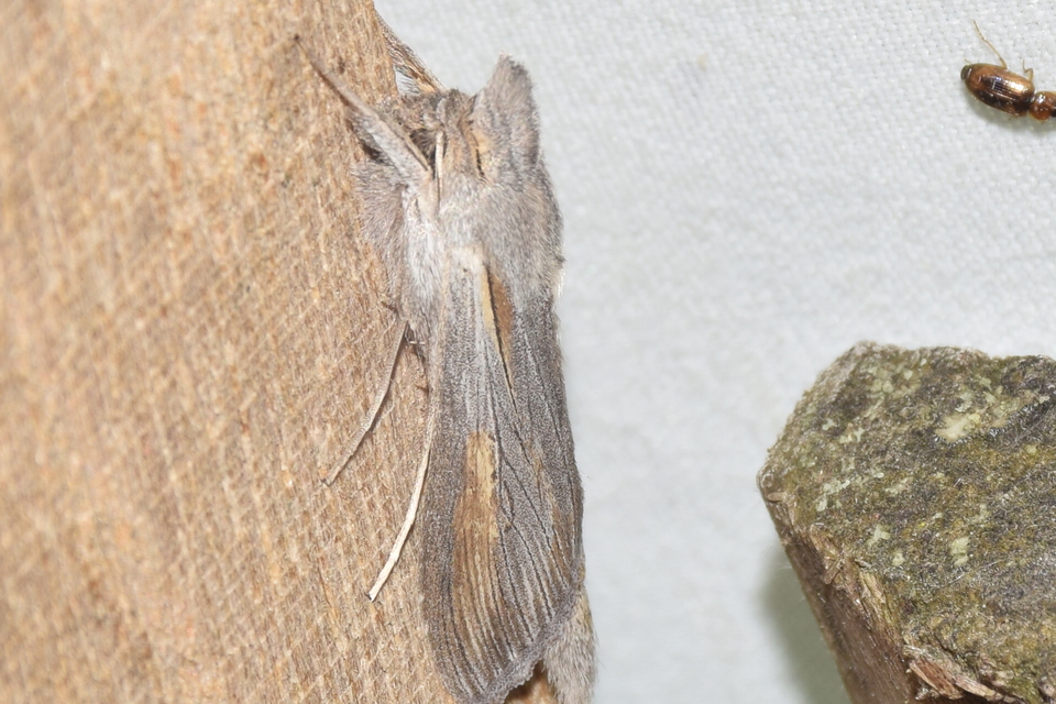 Cucullia balsamitae - homoki csuklyásbagoly