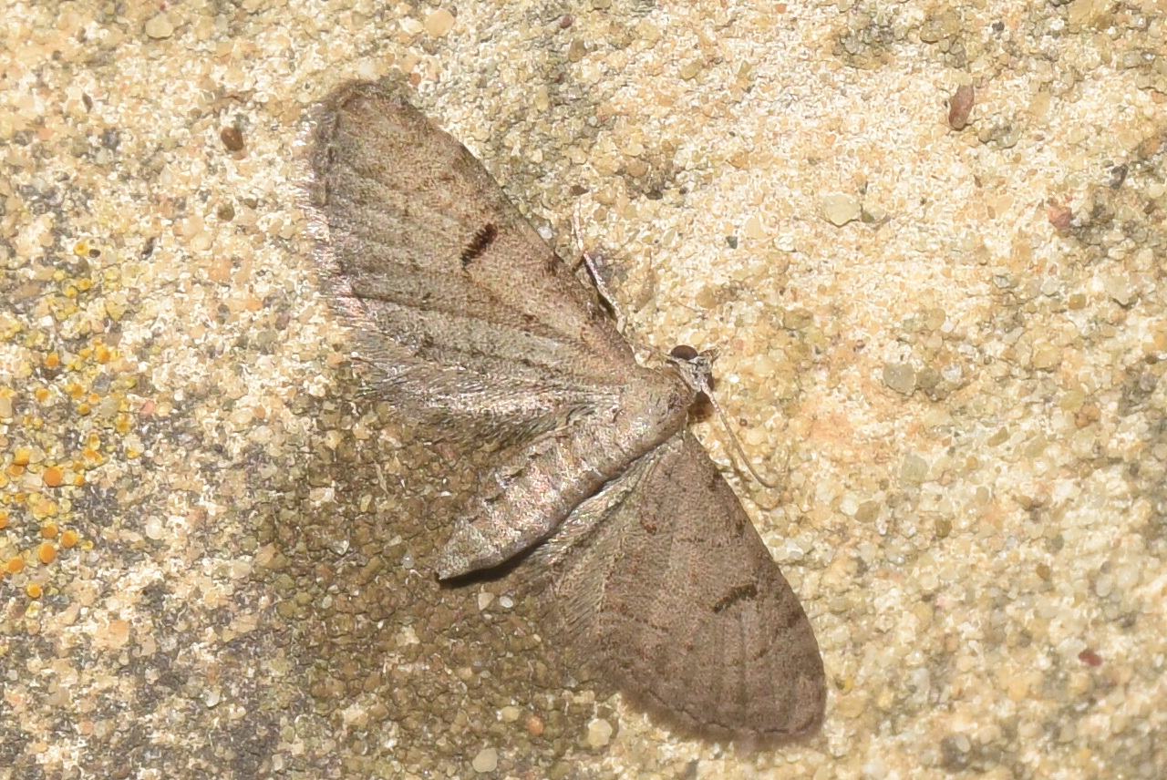 Eupithecia extraversaria - keskenyfoltú törpearaszoló