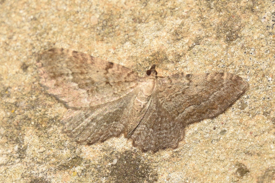 Pasiphila chloerata - hamvas törpearaszoló