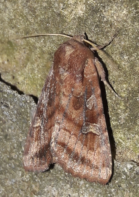 Lacanobia splendens - mocsári kertibagoly