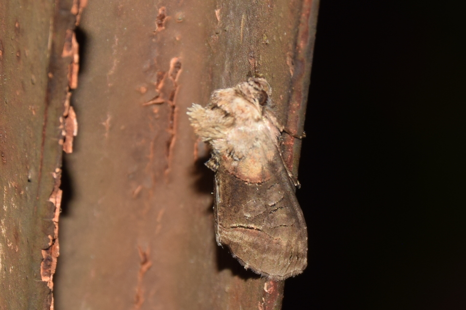 Abrostola triplasia - közönséges csalánbagoly