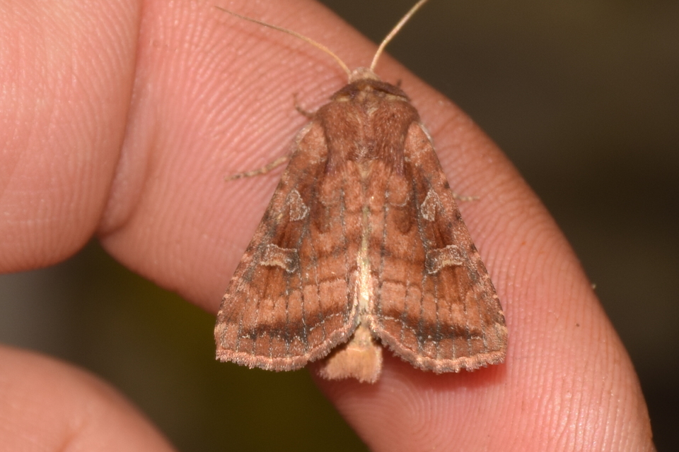 Lacanobia splendens - mocsári kertibagoly