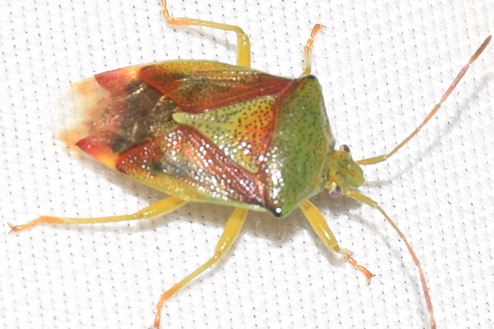 Elasmostethus interstinctus - pirostarka dajkapoloska