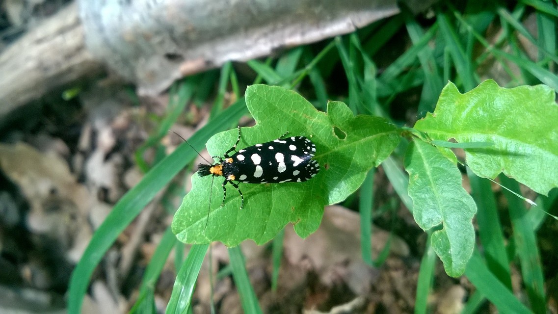 Euplocamus anthracinalis - fésűscsápú korhadékmoly