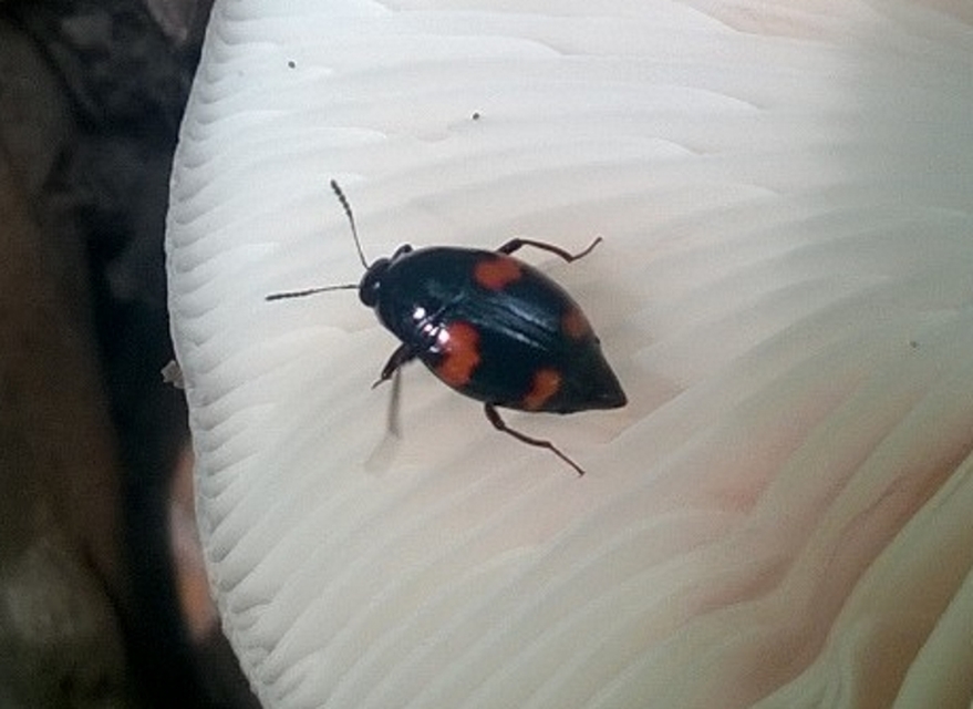 Scaphidium quadrimaculatum - négyfoltos sajkabogár