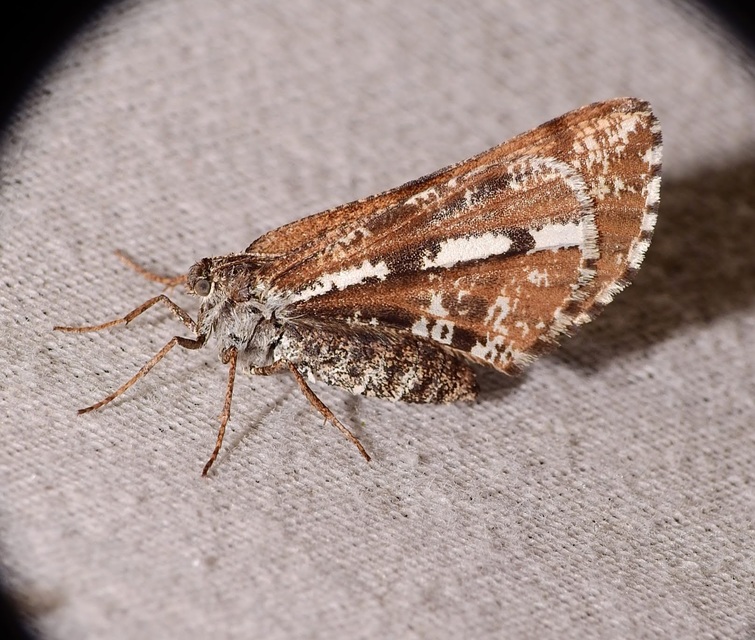 Bupalus piniaria - fenyőaraszoló