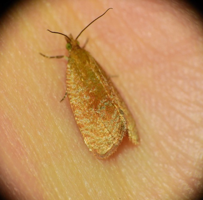 Celypha rufana - ürömfúró tükrösmoly