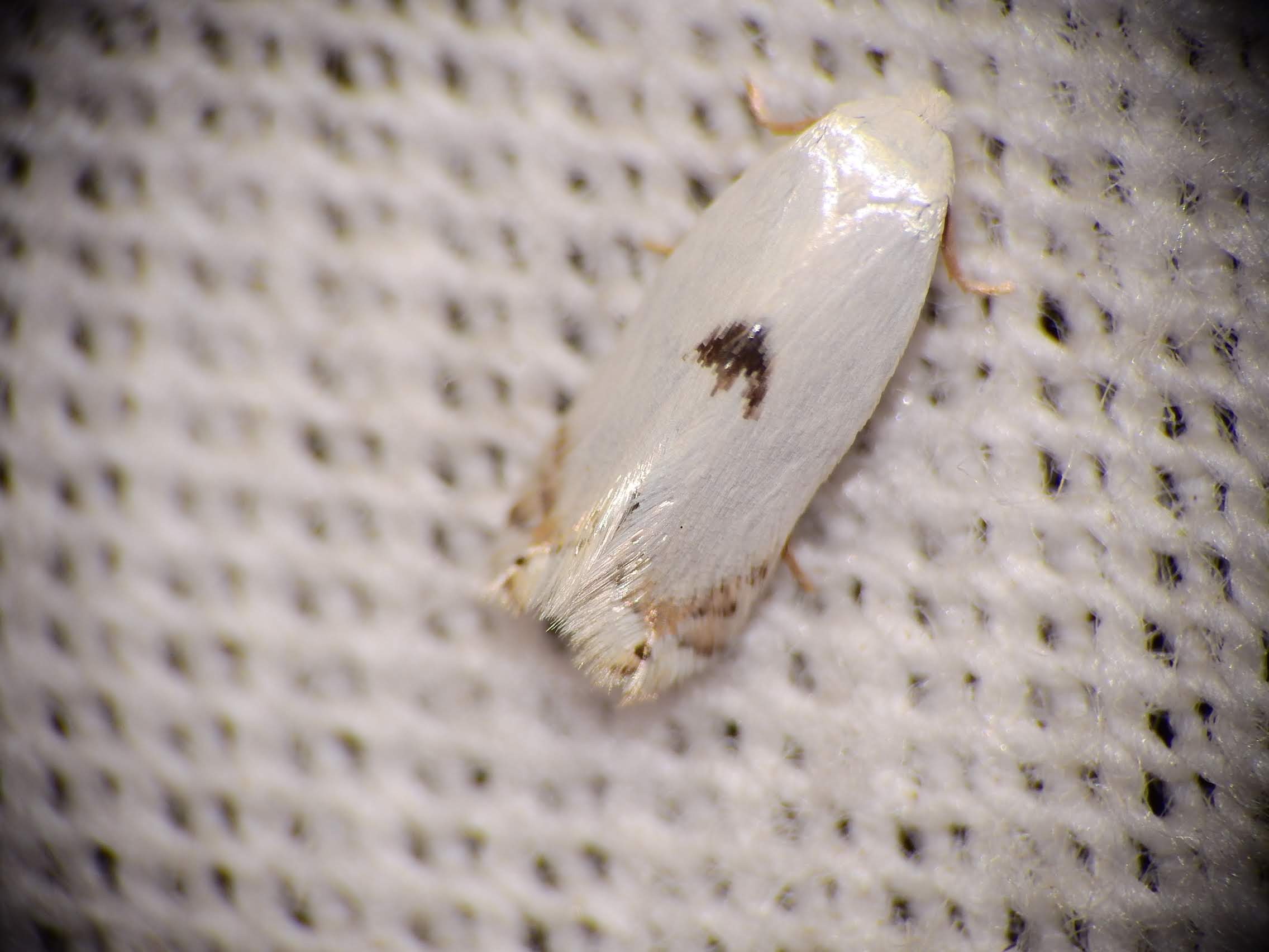 Pseudopostega auritella - gólyahíraknázó aprómoly