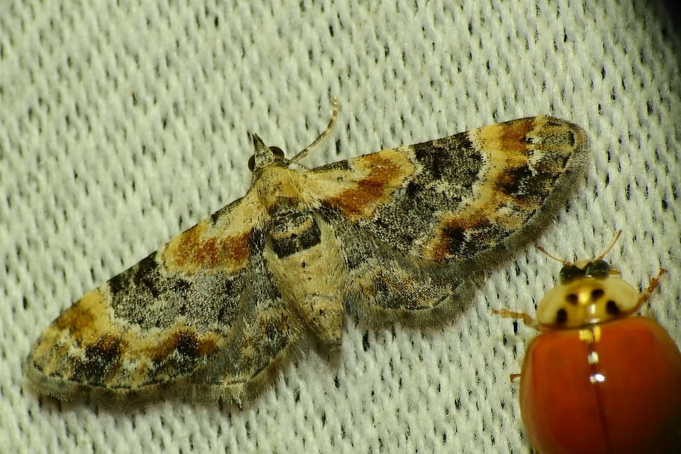 Eupithecia linariata - vonalas törpearaszoló