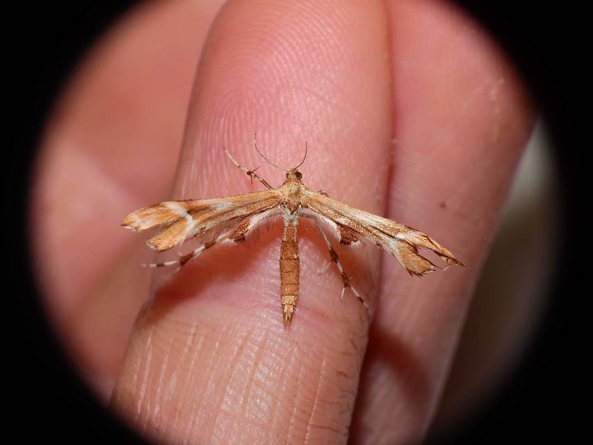 Cnaemidophorus rhododactyla - rózsabogyó-tollasmoly