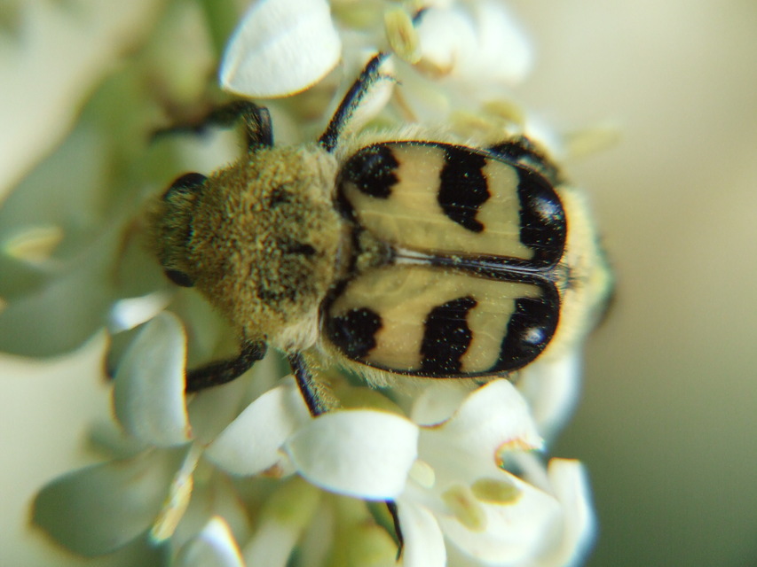 Trichius sexualis - keleti prémesbogár