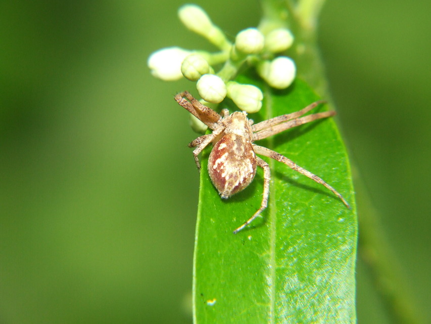Philodromus buchari