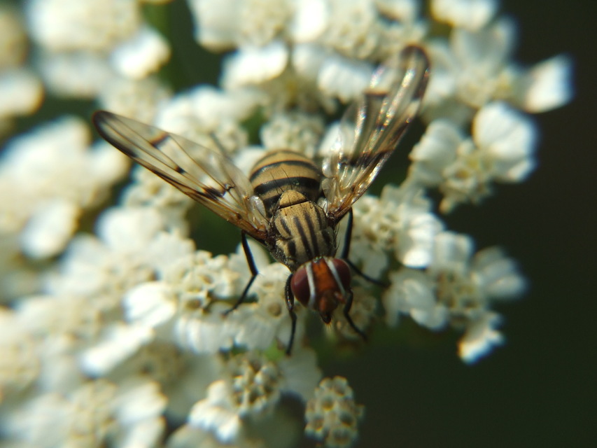 Otites formosa