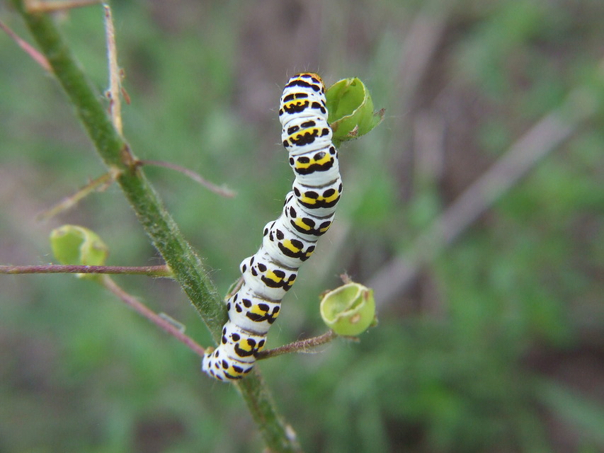 Shargacucullia gozmanyi/scrophulariae/verbasci