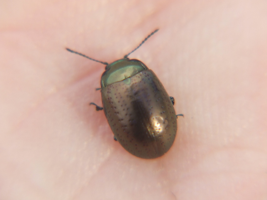 Chrysolina hyperici - zöld orbáncfűlevelész