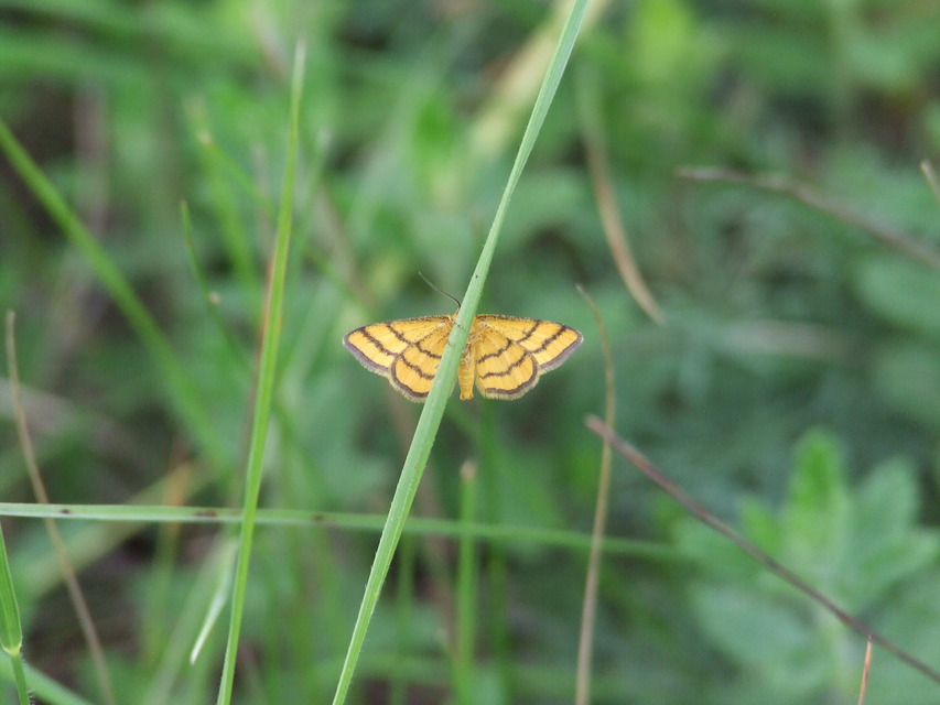 Idaea aureolaria - aranyos sávosaraszoló