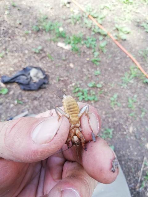 Gryllotalpa