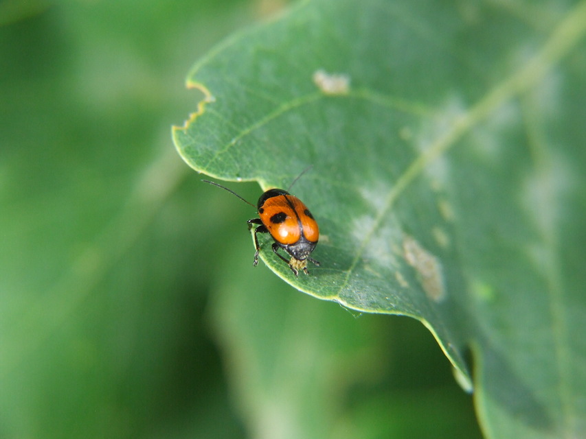 Cryptocephalus bipunctatus - kétpettyes zömökbogár
