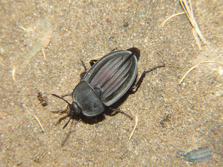 Silpha carinata - karimás dögbogár