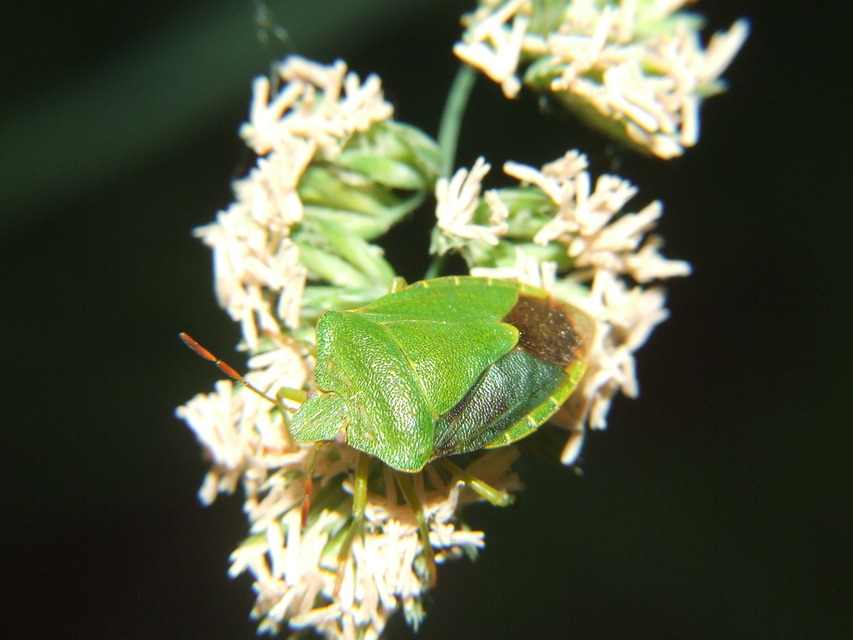 Palomena prasina - zöld bogyómászó-poloska Palomena prasina - zöld bogyómászó-poloska