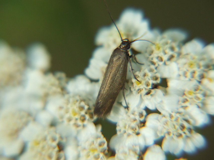 Scythrididae - zöldmolyfélék
