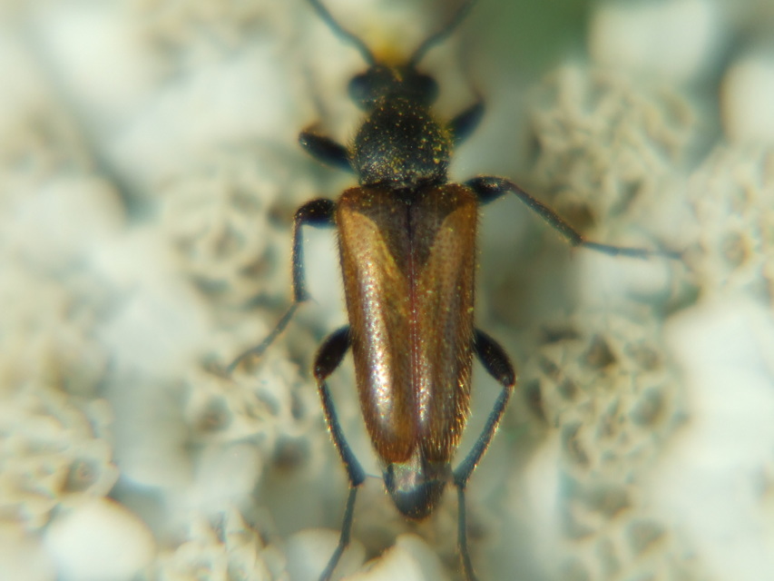 Pseudovadonia livida - barnás virágcincér