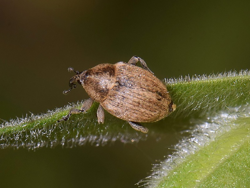 Sibinia pellucens - mécsvirágormányos