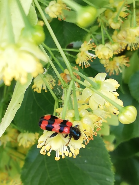 Trichodes apiarius - szalagos méhészbogár