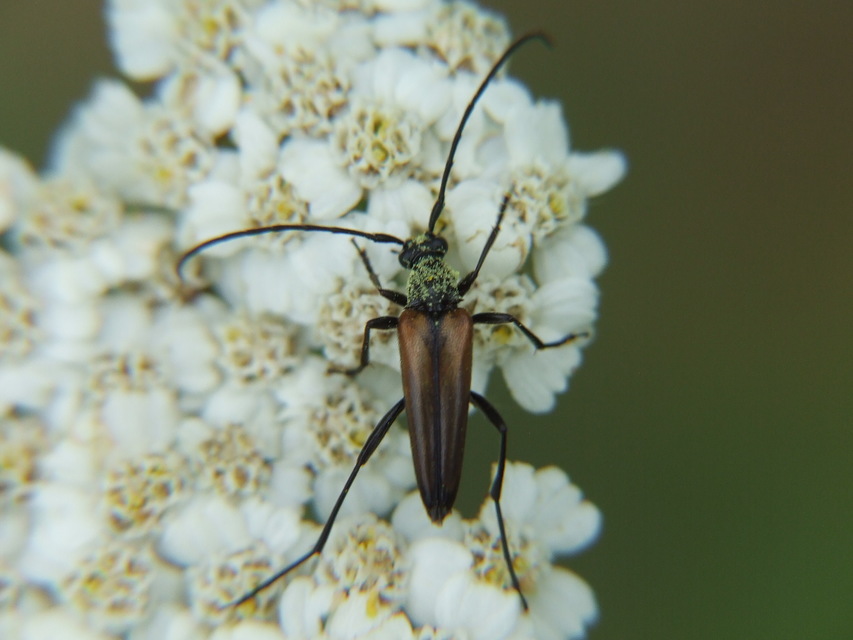 Stenurella melanura - feketevégű karcsúcincér