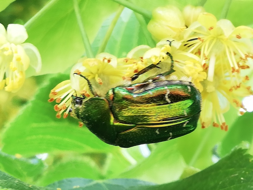 Cetonia aurata - aranyos virágbogár
