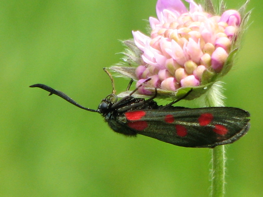 Zygaena filipendulae - acélszínű csüngőlepke