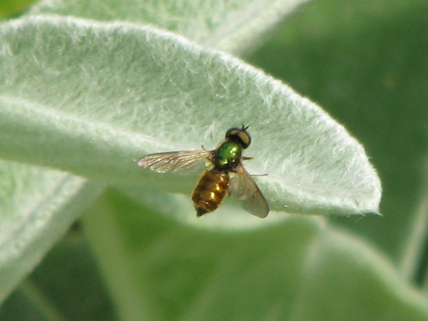 Chloromyia formosa - közönséges fémeslégy