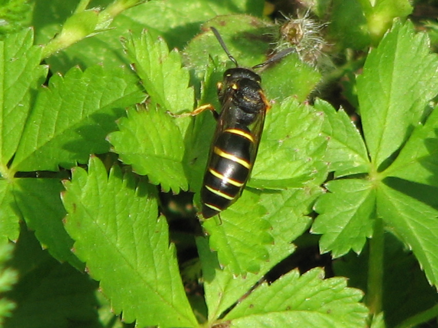 Crabronidae - szitásdarazsak