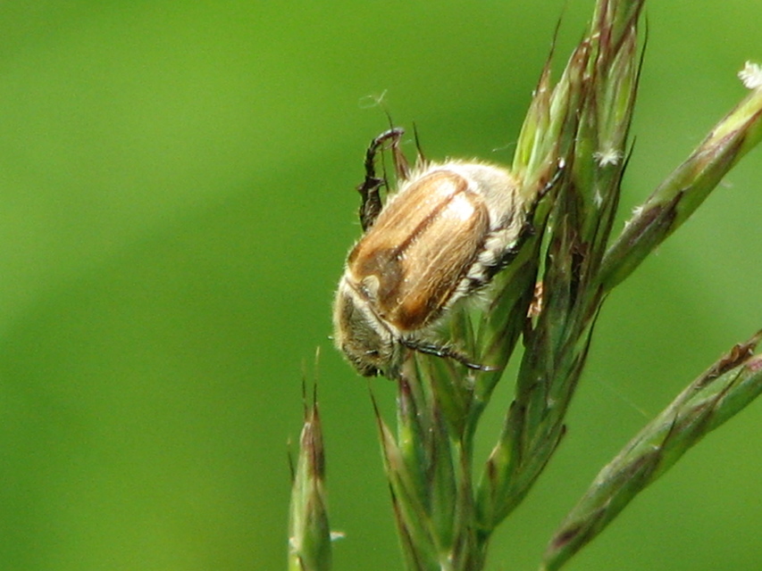 Chaetopteroplia segetum - rozsszipoly