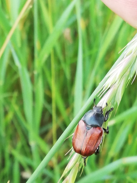 Anisoplia lata - széles szipoly Anisoplia lata - széles szipoly