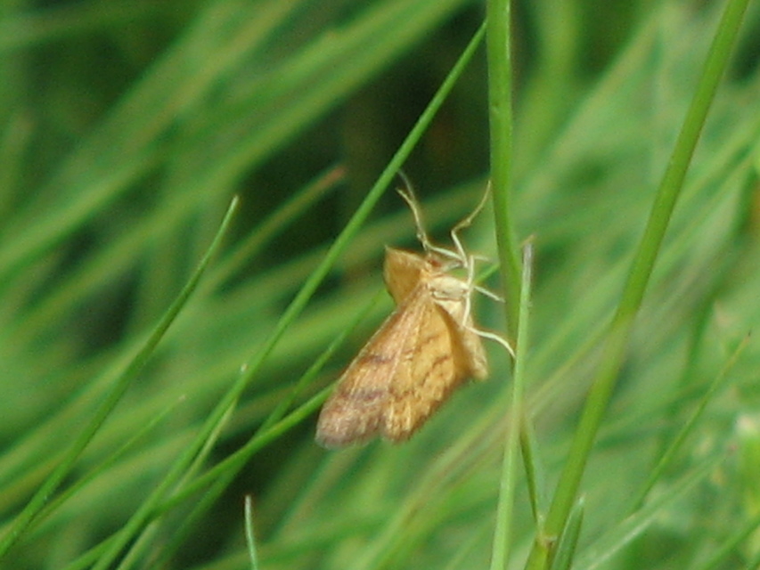 Idaea serpentata - kis sávosaraszoló
