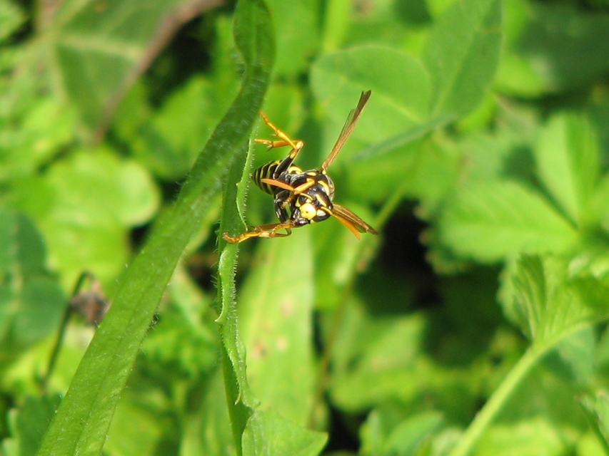 Polistes dominulus - déli papírdarázs
