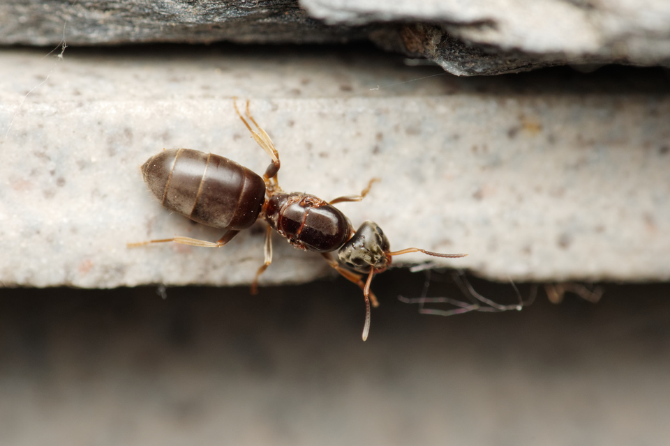 Lasius