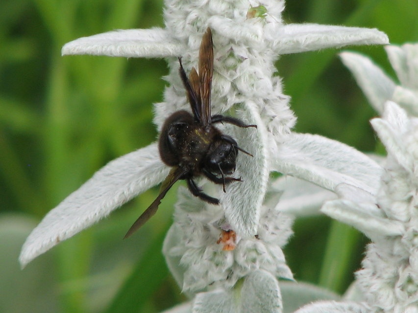 Xylocopa violacea - kék fadongó