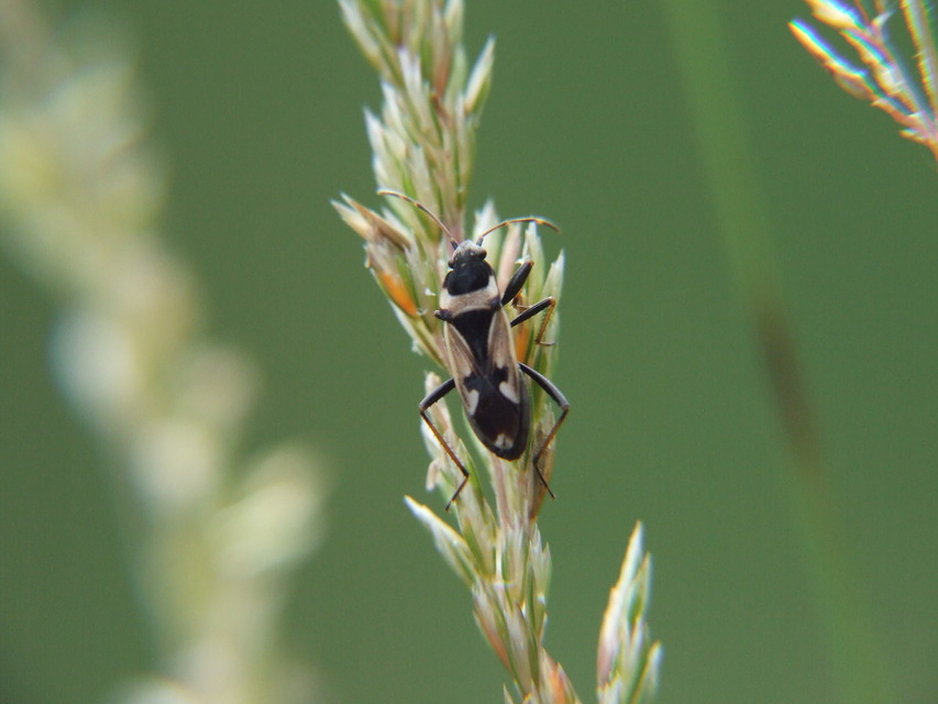 Raglius confusus