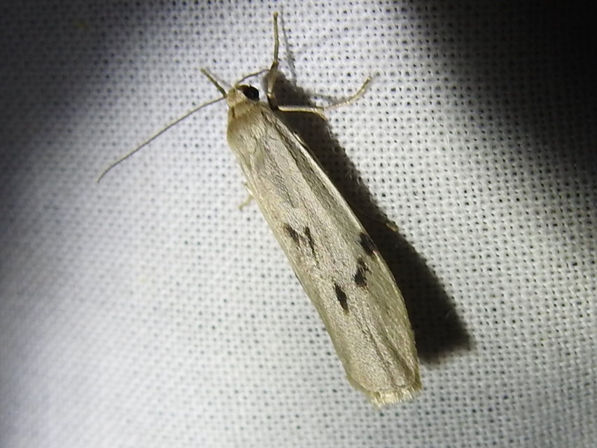 Pelosia muscerda - hamvas zuzmószövő