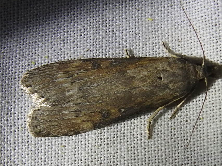 Lamoria anella - törmelékmoly