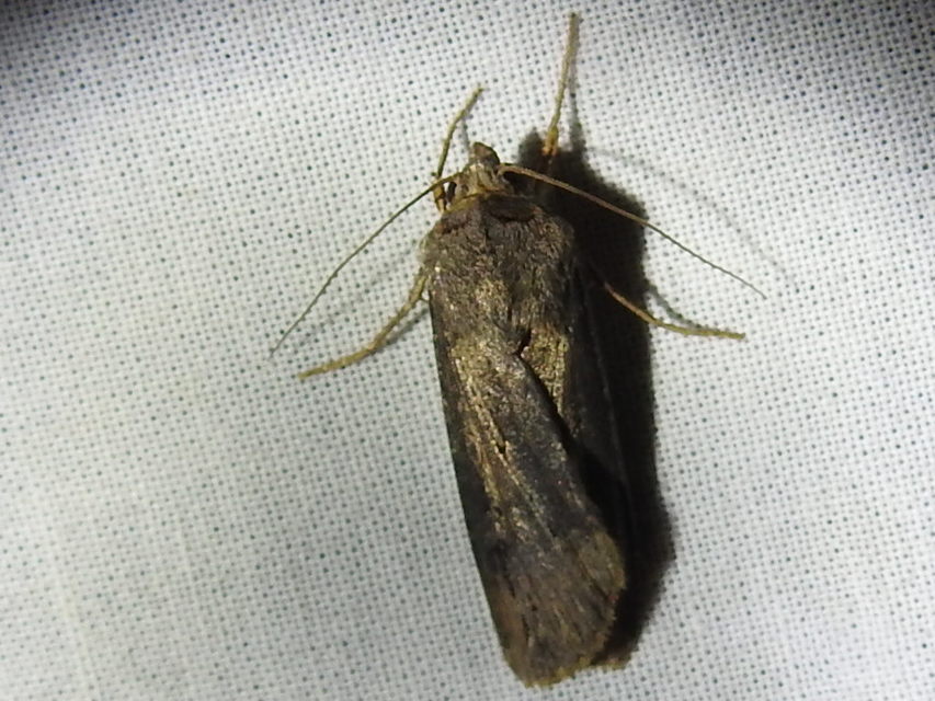 Agrotis ipsilon - nagy földibagoly
