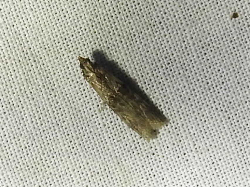Nephopterix angustella - kecskerágó-karcsúmoly