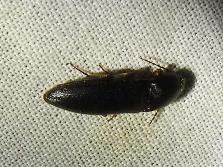 Melanotus